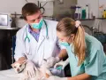 Un vétérinaire et son assistante prodiguent des soins à un petit chien, une scène typique d'une école vétérinaire en Italie.