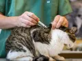 Un vétérinaire administre un vaccin à un chat. Une scène typique dans une école vétérinaire à l'étranger, où les futurs professionnels apprennent.