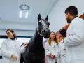 Des étudiants en blouse blanche observent un cheval noir dans une salle de l'école vétérinaire de Madrid.