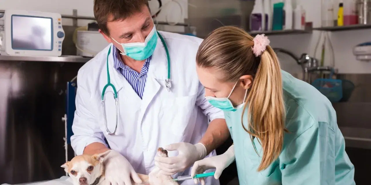 Un vétérinaire et son assistante prodiguent des soins à un petit chien, une scène typique d'une école vétérinaire en Italie.