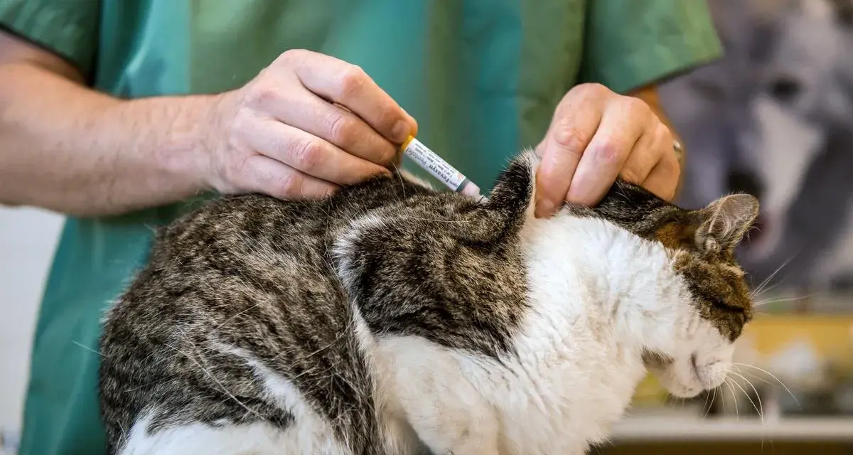 Un vétérinaire administre un vaccin à un chat. Une scène typique dans une école vétérinaire à l'étranger, où les futurs professionnels apprennent.