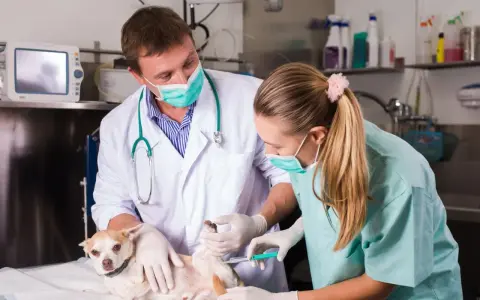 Un vétérinaire et son assistante prodiguent des soins à un petit chien, une scène typique d'une école vétérinaire en Italie.
