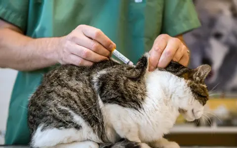 Un vétérinaire administre un vaccin à un chat. Une scène typique dans une école vétérinaire à l'étranger, où les futurs professionnels apprennent.
