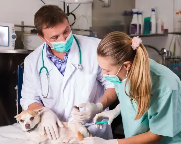 Un vétérinaire et son assistante prodiguent des soins à un petit chien, une scène typique d'une école vétérinaire en Italie.
