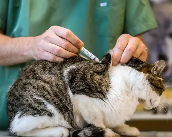Un vétérinaire administre un vaccin à un chat. Une scène typique dans une école vétérinaire à l'étranger, où les futurs professionnels apprennent.