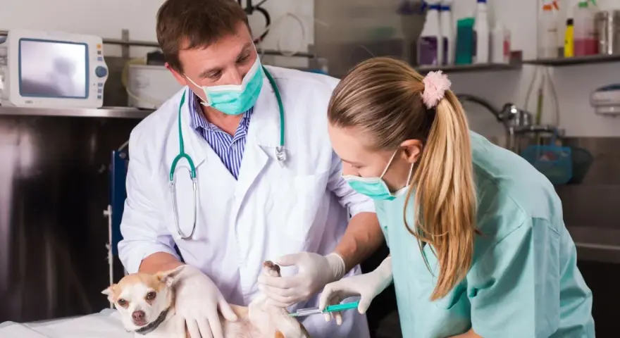 Un vétérinaire et son assistante prodiguent des soins à un petit chien, une scène typique d'une école vétérinaire en Italie.