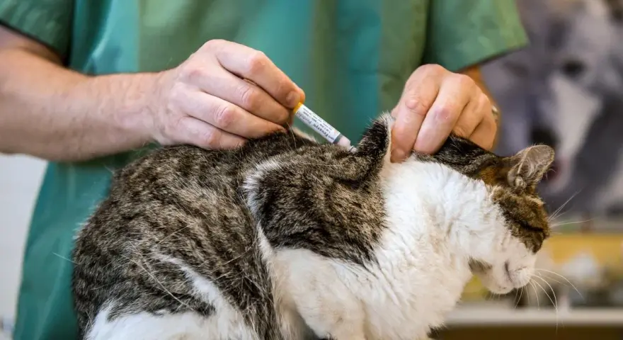 Un vétérinaire administre un vaccin à un chat. Une scène typique dans une école vétérinaire à l'étranger, où les futurs professionnels apprennent.
