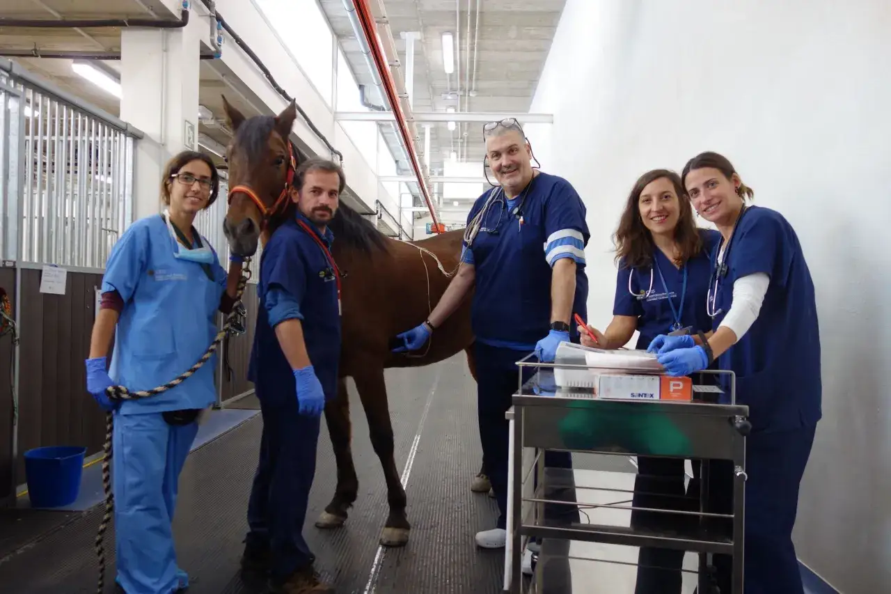 &Eacute;quipe v&eacute;t&eacute;rinaire souriante avec un cheval dans une clinique, probablement &agrave; l'&eacute;cole v&eacute;t&eacute;rinaire de Madrid.