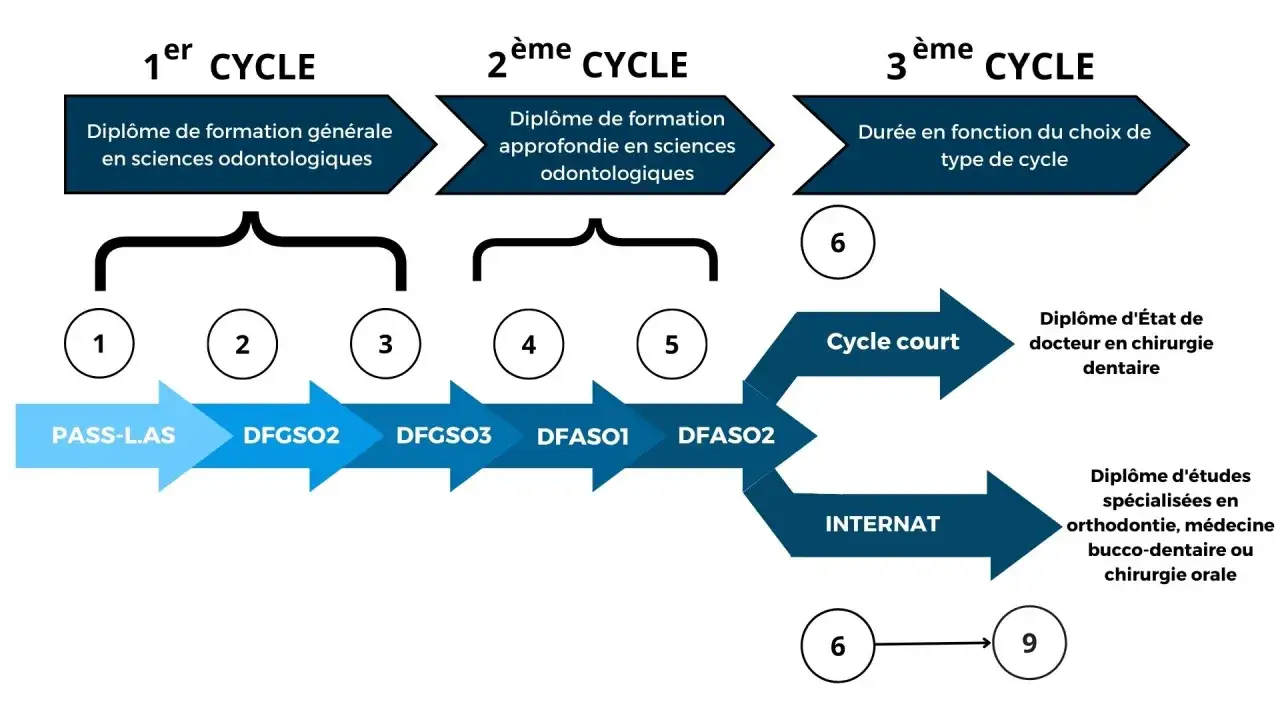 Schéma des études en odontologie, de la 1ère à la 3ème année. Le parcours mène à un diplôme d'État ou spécialisé, influençant le prix étude orthodontiste.
