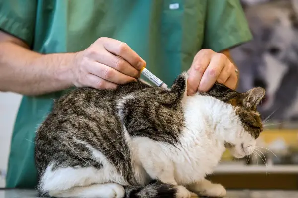 Un vétérinaire administre un vaccin à un chat. Une scène typique dans une école vétérinaire à l'étranger, où les futurs professionnels apprennent.